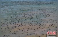 河南三门峡：逾万只红头潜鸭飞临黄河湿地越冬