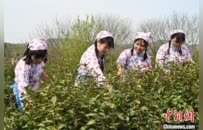 河南新县：春茶开采正当时