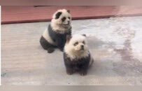 松狮犬被染色宣传为“熊猫犬”，涉嫌虐待动物和欺诈吗？泰州动物园、律师回应