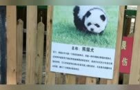 松狮犬被染色宣传为“熊猫犬”，涉嫌虐待动物和欺诈吗？泰州动物园、律师回应