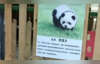 泰州动物园回应“熊猫犬”争议：特地引进，当时已染色