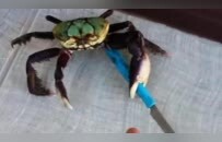 日本一爱情旅馆贴出告示“坚决禁止带螃蟹入内”！网友们的脑洞彻底收不住了…