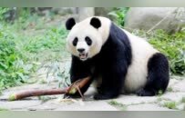 熊猫中心藏匿、虐待归国熊猫美香一家？官方辟谣