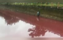 广东一河流变红，有鱼死亡，环保部门回应
