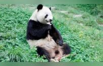 熊猫中心藏匿、虐待归国熊猫美香一家？官方辟谣