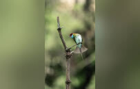 首次发现！罕见鸟类翠金鹃在广东万绿湖出现