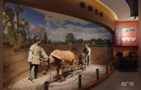 【新时代中部崛起看河南】走进温县小麦博物馆 探秘“温麦”良种的“前世今生”
