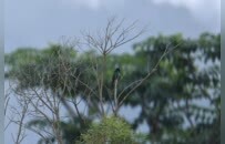 首次发现！罕见鸟类翠金鹃在广东万绿湖出现