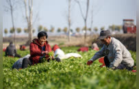 图说丨河南睢县：大雪时节农事忙