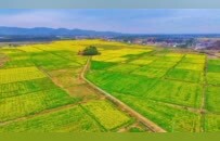 湖口县：油菜花开春意浓（图）