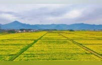 湖口县：油菜花开春意浓（图）