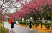 走进南昌的“花花世界” 解密繁花背后的科技力量