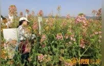 走进南昌的“花花世界” 解密繁花背后的科技力量