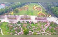南昌县凤凰沟樱花盛开春意浓（图）