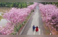 南昌县凤凰沟樱花盛开春意浓（图）