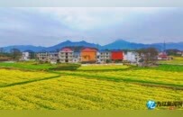 湖口县：油菜花开春意浓（图）