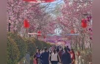 从一“花”独秀到繁“花”似锦----看鄢陵如何弹奏花的“金色交响”