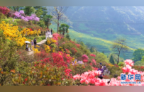 江西篁岭：杜鹃花开 缤纷花海迎客来