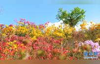 江西篁岭：杜鹃花开 缤纷花海迎客来