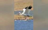 沛县安国湖湿地喜添珍禽