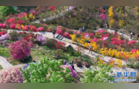 江西篁岭：杜鹃花开 缤纷花海迎客来
