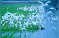 沛县安国湖湿地喜添珍禽