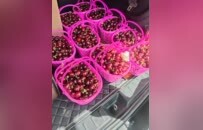 沛县：家庭农场激活乡村振兴增收密码