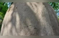 游客“作妖”行为：有人砸天鹅，有人刻字…景区“黑名单”该出手了