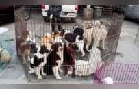 超百万只猫狗，从“钢城”卖到全国