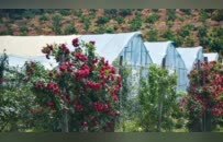共青城：花圃基地繁花似锦惹人醉（图）