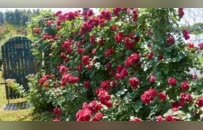 共青城：花圃基地繁花似锦惹人醉（图）