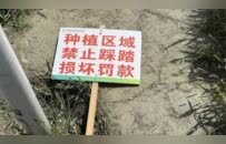 庄稼被踩踏、垃圾扔麦田，谁在暴力打卡？