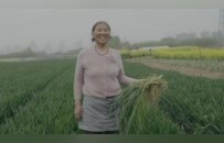 出游归来的麦子阿姨：收完麦子还想往北走，去内蒙古看看大草原