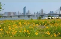 南昌：金鸡菊盛放（图）