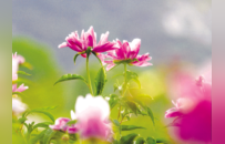 日照：芍药花开 “香”约初夏