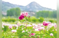 日照：芍药花开 “香”约初夏
