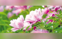 日照：芍药花开 “香”约初夏