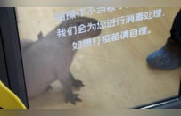 卡皮巴拉、羊驼入驻商场、写字楼，究竟暗藏哪些隐患？