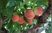 无锡阳山：蜜桃界的“顶流”，上市了