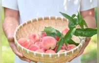 无锡阳山：蜜桃界的“顶流”，上市了