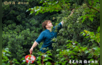 最可能赢下“Z时代”芳心的是汾酒—— 从“青花汾酒 梅好相汾”看白酒如何破茧新生