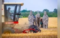 “宋陵麦收”一眼千年，像在历史书上劳作