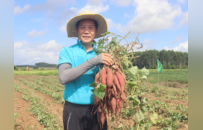 亩产值超万元！汕尾海丰平东镇“心香”甘薯喜获丰收