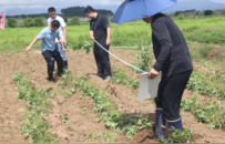 亩产值超万元！汕尾海丰平东镇“心香”甘薯喜获丰收