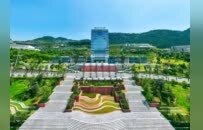 大杏金黄小麦熟——习酒制曲的小麦不简单