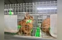 小宠物串起新沂乡村振兴新密码