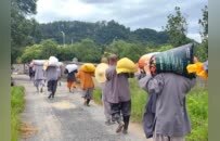 践行农禅家风！云门祖庭四众弟子出坡收稻