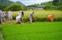 践行农禅家风！云门祖庭四众弟子出坡收稻