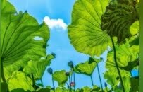 均温20℃的冷门避暑地，夏日风景美到封神