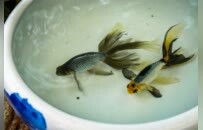 云龙小金鱼 “游”出大市场